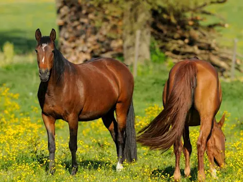 Relaxační víkend s koňmi – relaxujte v sedlech koní a poznejte Chřiby 