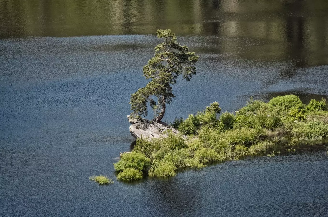 Evropané podesáté vybírají svůj Strom roku. Česká borovice se postaví 15 konkurentům