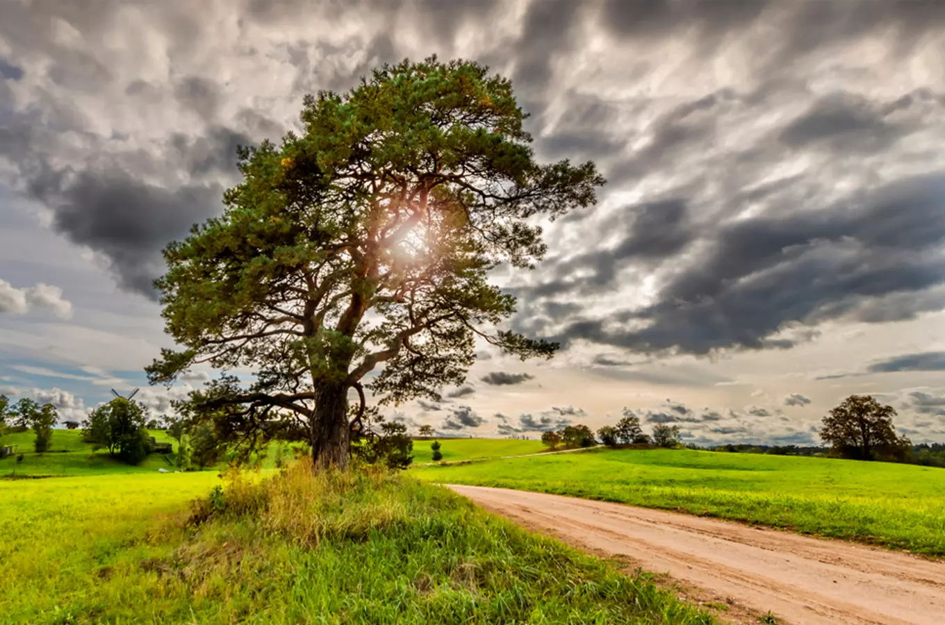 Výlety za památnými stromy: znáte naše legendami opředené borovice?