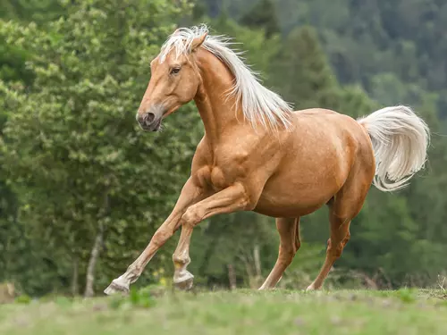 koně, Kudy z nudy, jezdectví