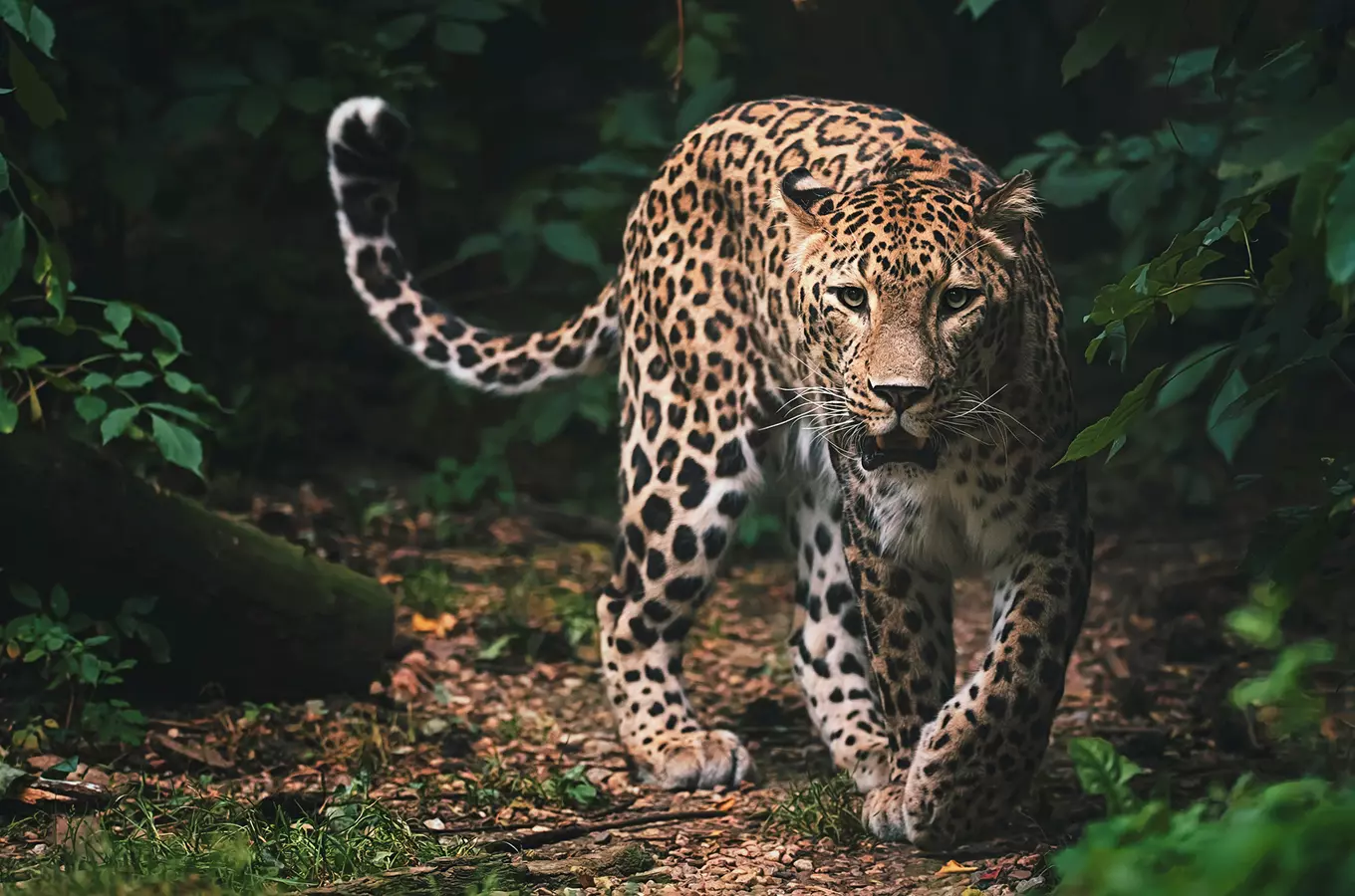 Návštěvu v Zoo Jihlava si užijete v zimě i za tmy