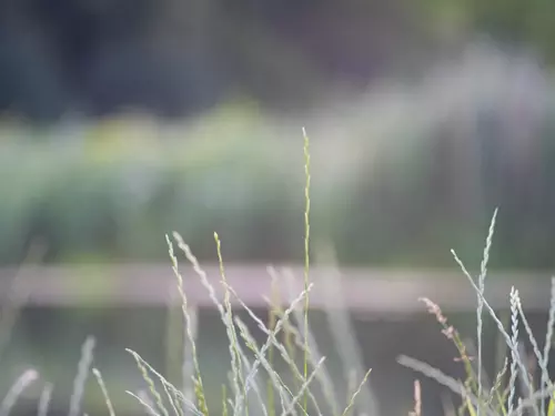 Kaňon Vltavy u Sedlce – přírodní památka u Zdib