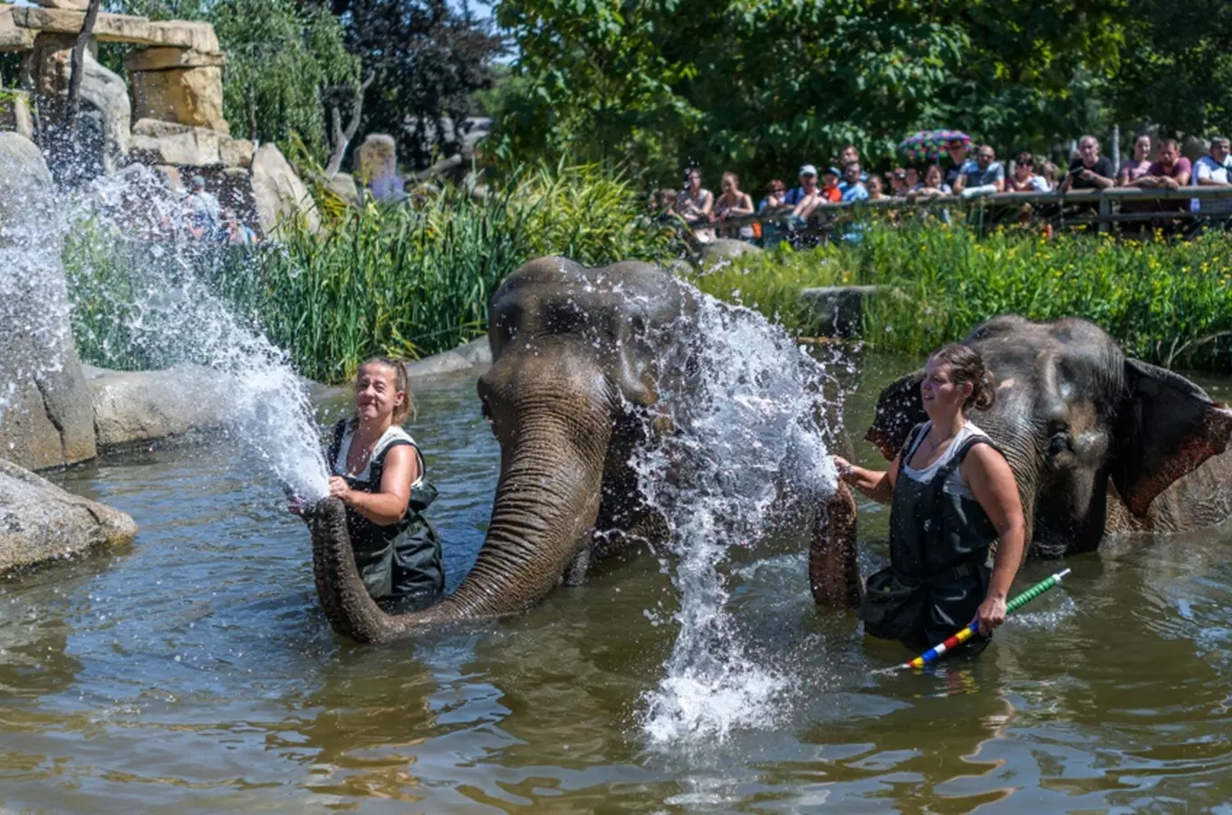 Oslavte se Zoo Praha Den slonů! Přijďte se podívat na jejich koupání