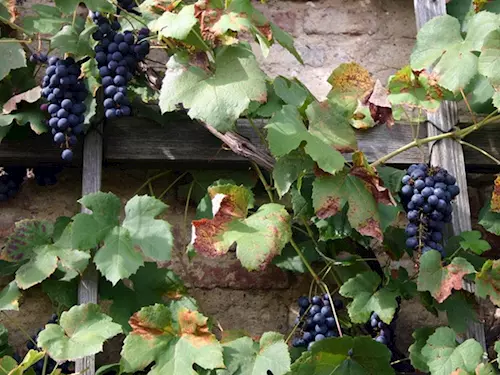 Vinobraní v Zahradách pod Pražským hradem
