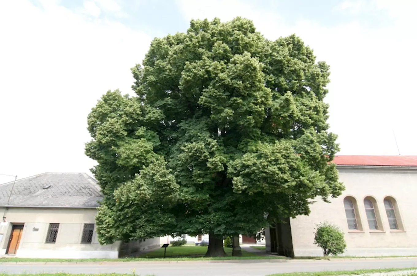 Stojanova lípa v Beňově