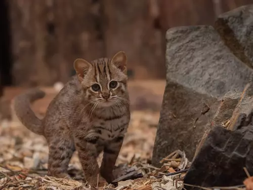 Zoo Ostrava chová kočky cejlonské: nejmenší kočky světa