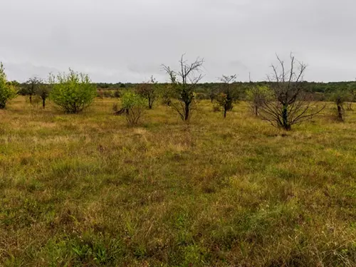 Havranické vřesoviště v Národním parku Podyjí