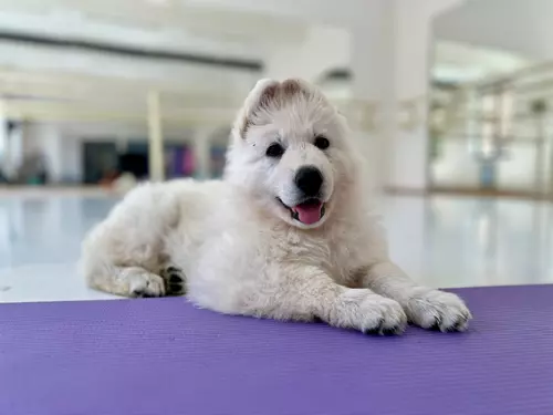 Jóga se štěňátky – puppy yoga