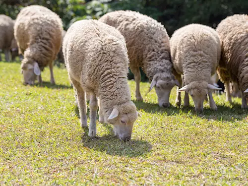 Venkovský skanzen s ovčí farmou v Domašově