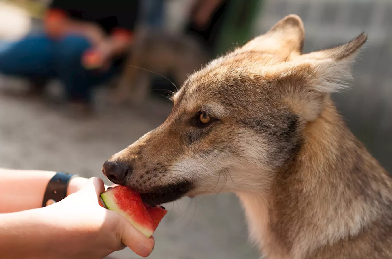 Přijďte na Den dětí do Zoo Jihlava