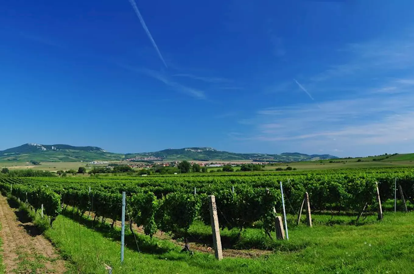 Vinařství Zámečník v Dolních Dunajovicích – ochutnejte víno s vinařem