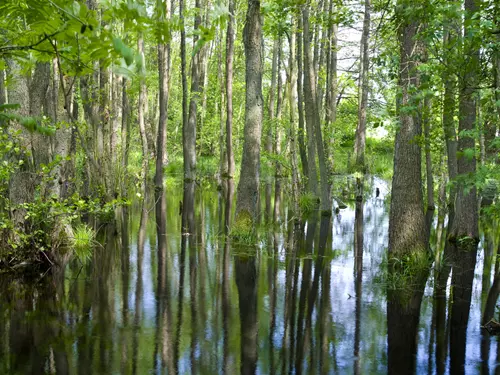 Lužní lesy na Soutoku zaplaví voda z Nových Mlýnů