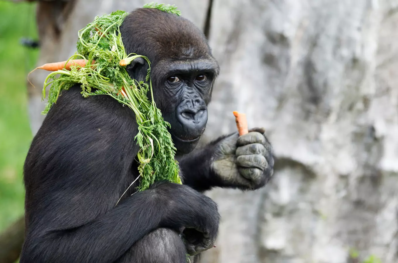 Gorila Moja ze Zoo Praha oslaví 20. narozeniny