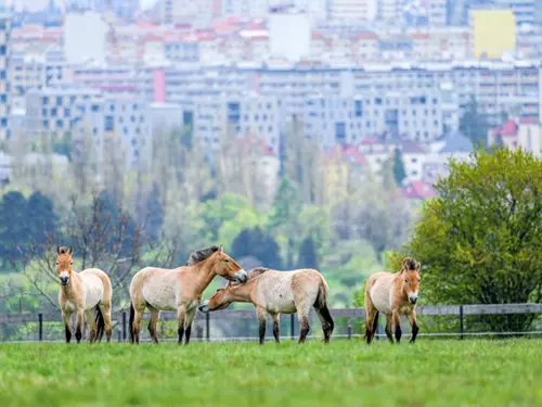 Zoo Praha se raduje: chov koní Převalského na Dívčích hradech zažívá nebývalý babyboom