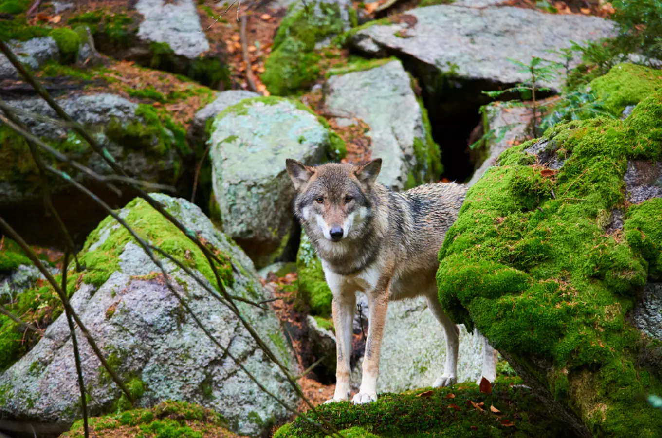 Správa Krkonošského národního parku připomíná: Nekrmte nám vlky!