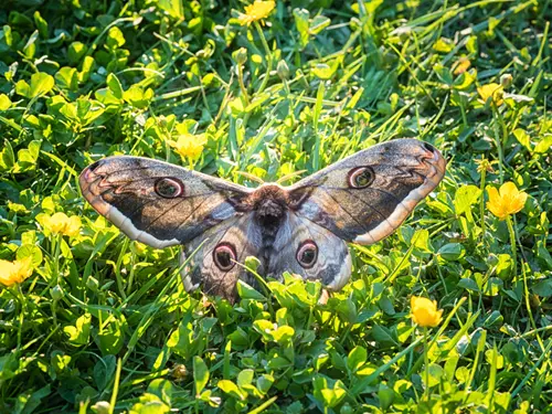 Martináč hrušňový – největší evropský motýl