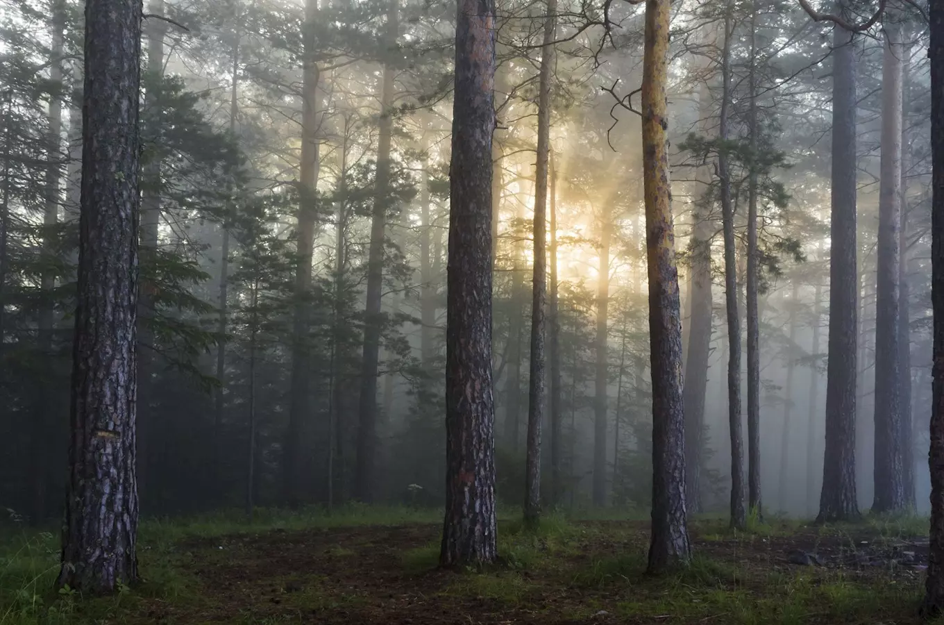 Tajemný les Bor u Českých Budějovic – místo paranormálních jevů