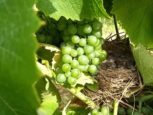 První řepínské vinobraní 2025