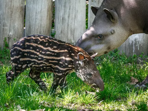 Tricha, tapír či tayra: Zoo Praha se chlubí letošními odchovy