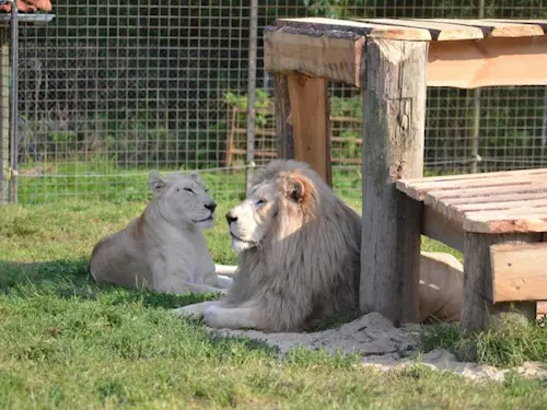 Přijeďte se podívat na jedinečné bílé lvy do zoo Dvorec