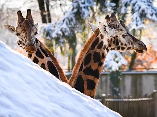 S pololetním vysvědčením přijďte do Zoo Zlín za 1 Kč