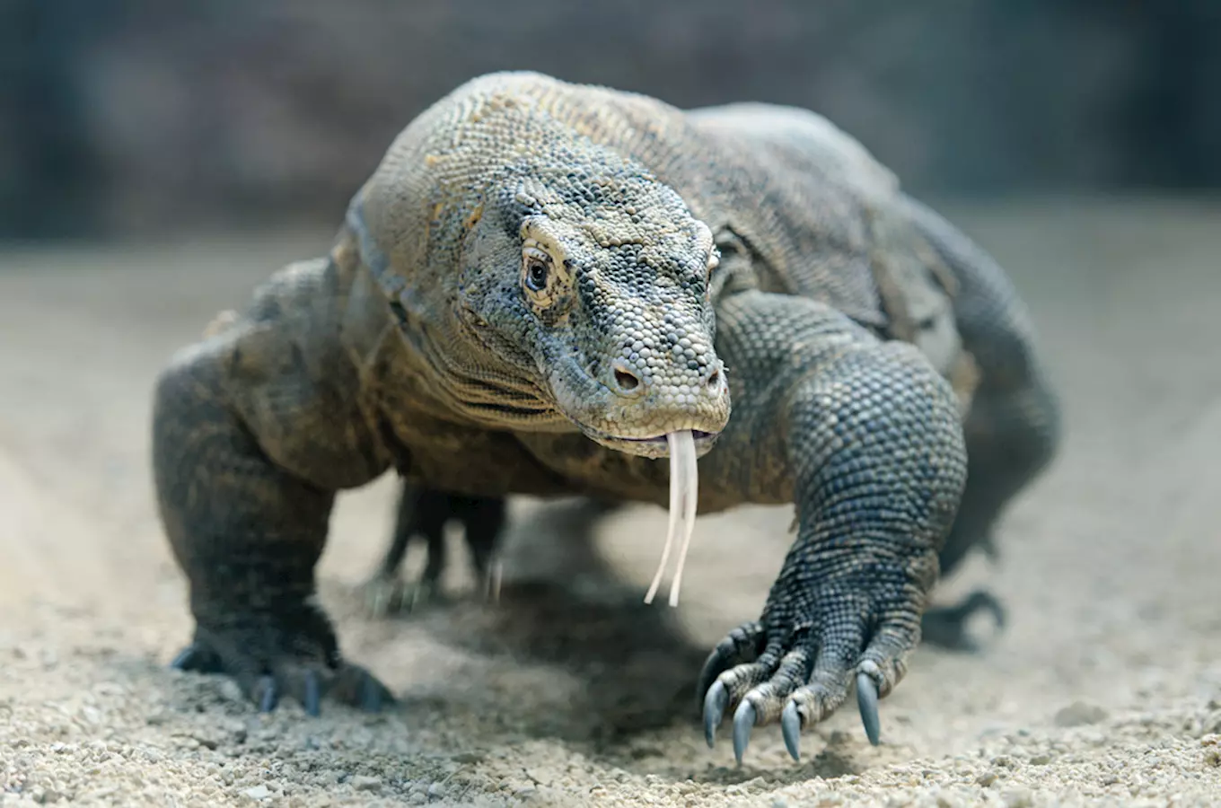 Zoo Brno nabízí zimní zážitky – setkání s varanem komodským a kusu liščím