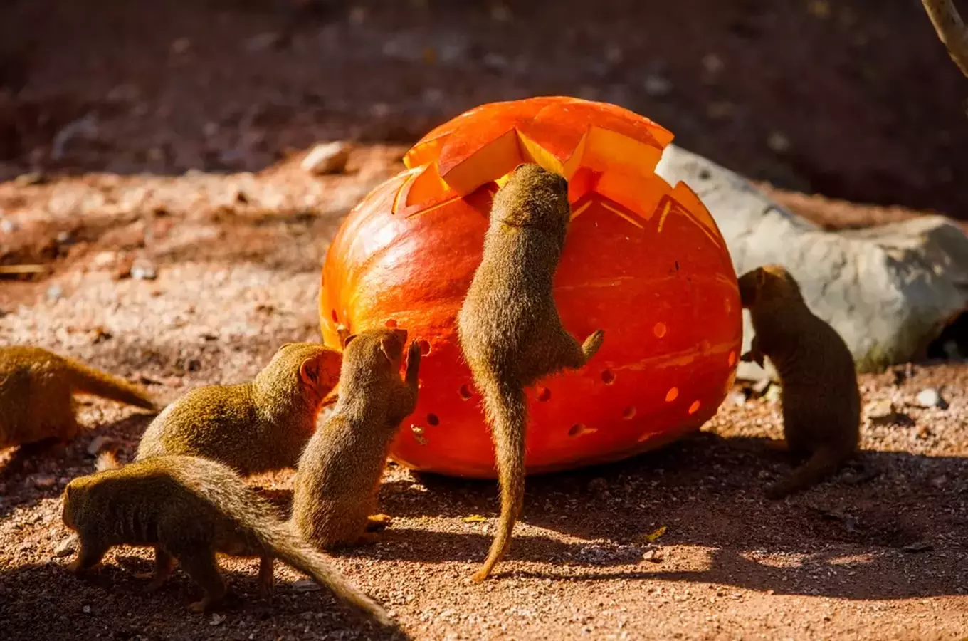 Halloween a lampionový průvod v Zoo Ostrava proběhne tuto sobotu   