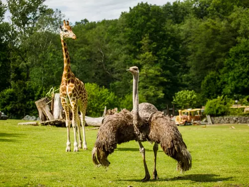 Projeďte se v ostravské zoologické zahradě po safari