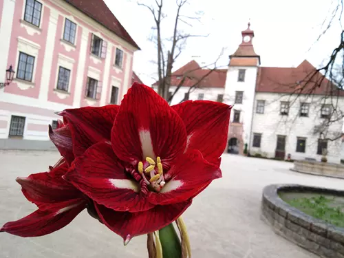 Květinová výstava Amarylis na zámku v Třeboni 
