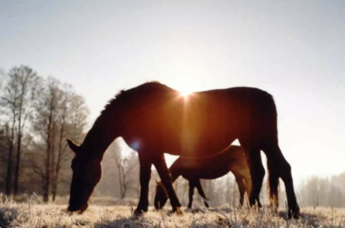 Hřebčín Chrastice – chov starokladrubského koně