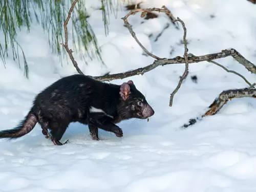 Den boje proti vymírání druhů v Zoo Praha