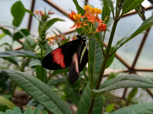 Zahradnictví Urda – prodej a výstava živých motýlů