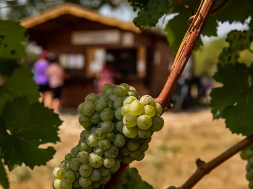 Viniční trať Staré vinice Havraníky