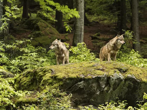Návštěvnické centrum Srní – výběh s vlky