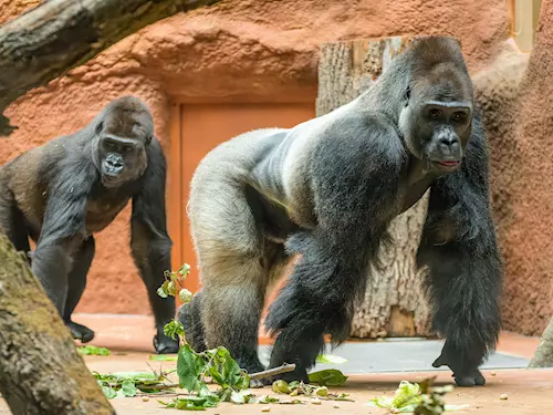 Zoo Praha – pátá nejlepší zoo na světě