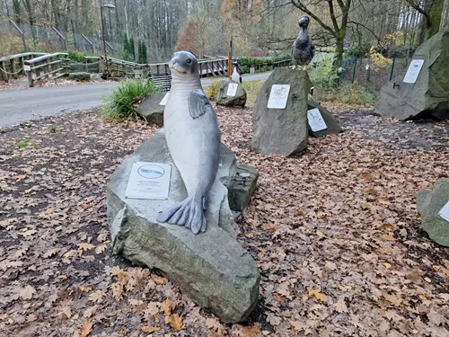 V Zoo Ostrava je nově k vidění vyhubený tuleň karibský 