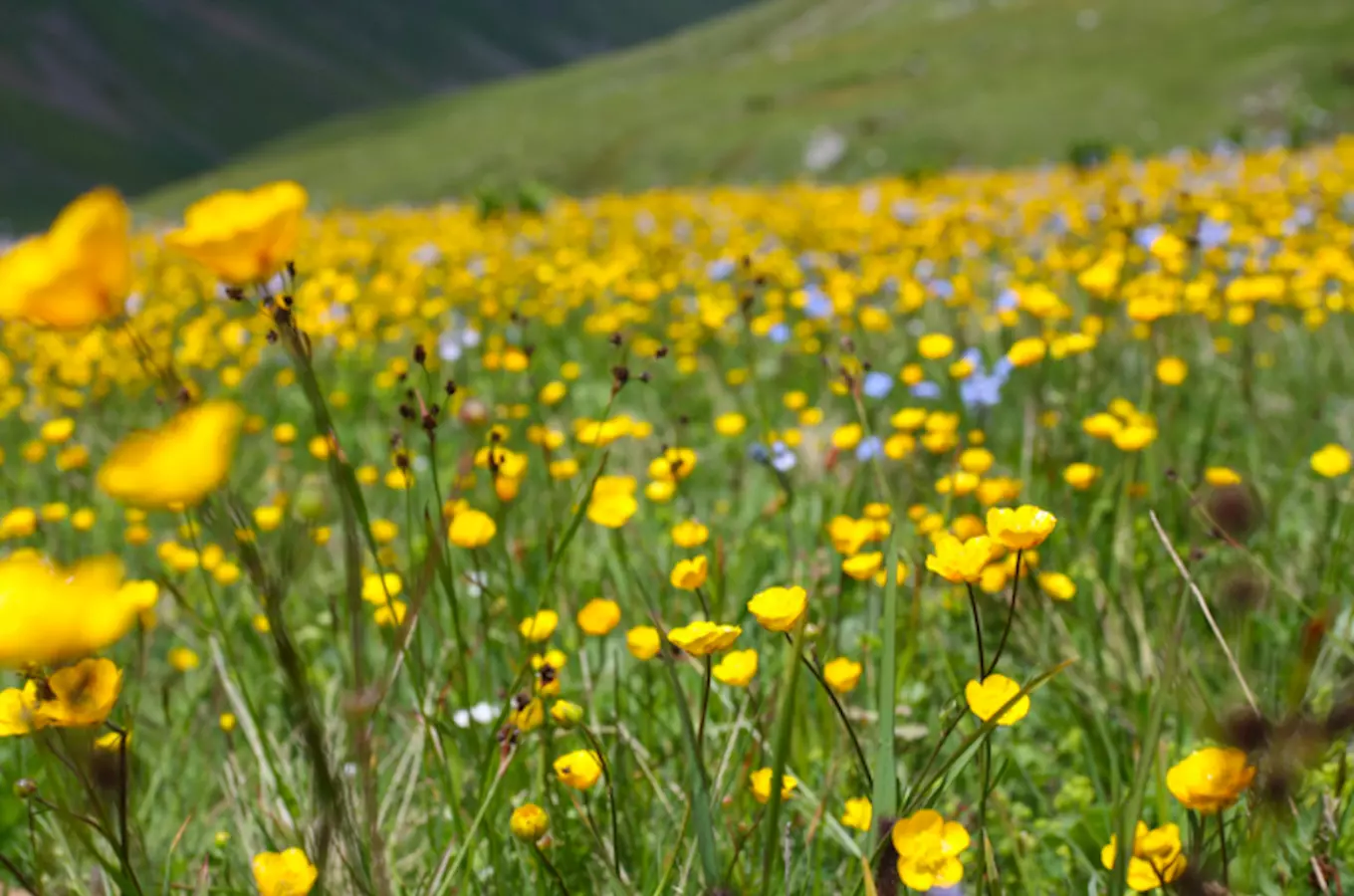 Fojtovická pláň v Krušných horách – místo vzácné květeny