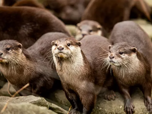 Den zvířat v Zoo Ostrava 2026