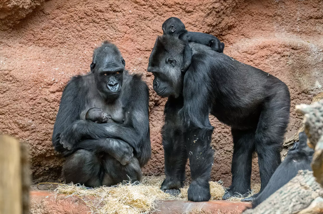 Dva gorilí kojenci: Mobi se zvedá na nohy a o nové mládě pečuje chůva