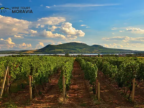 Wine Tours Moravia