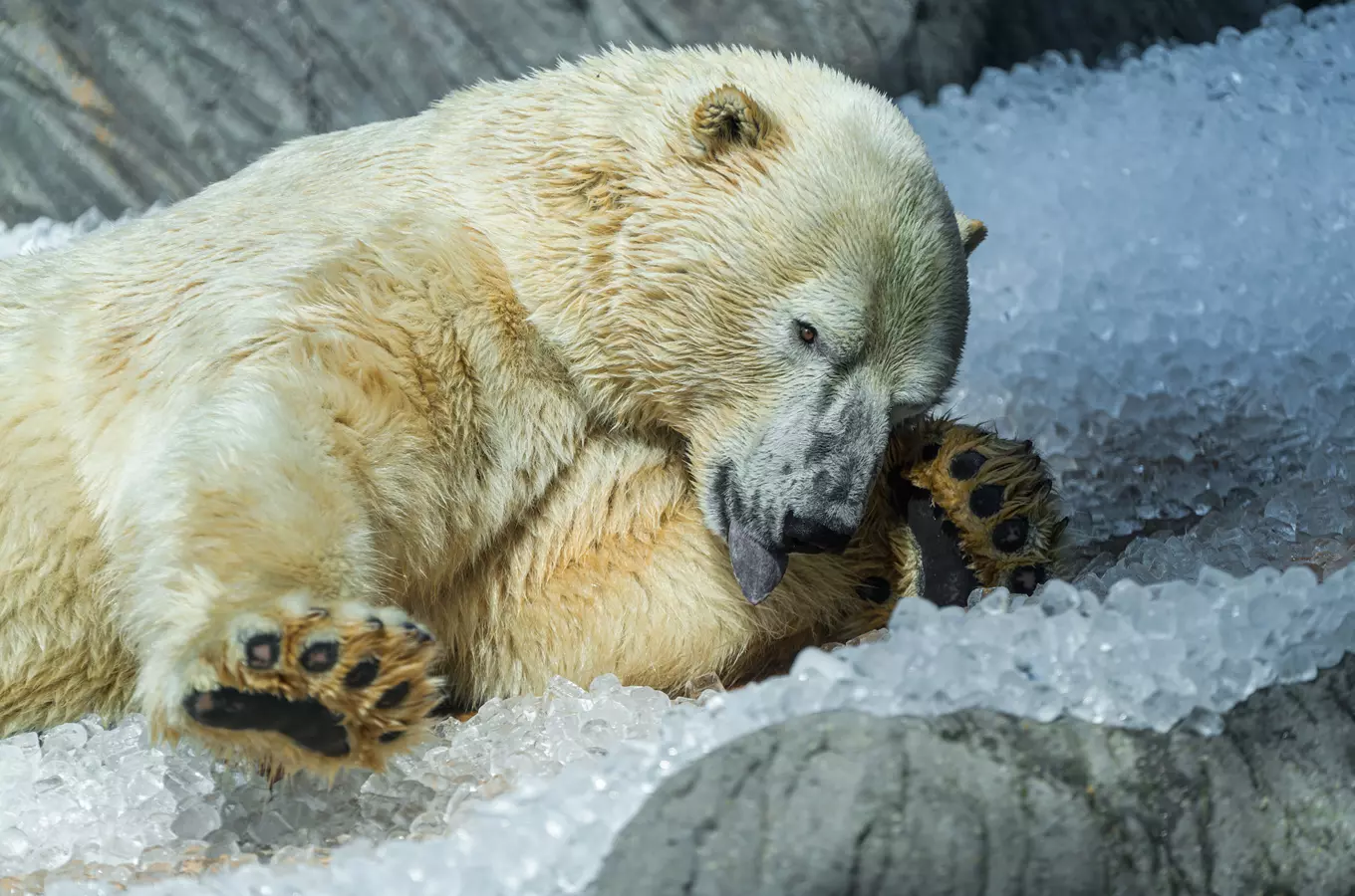 Zoo Praha pod ledem