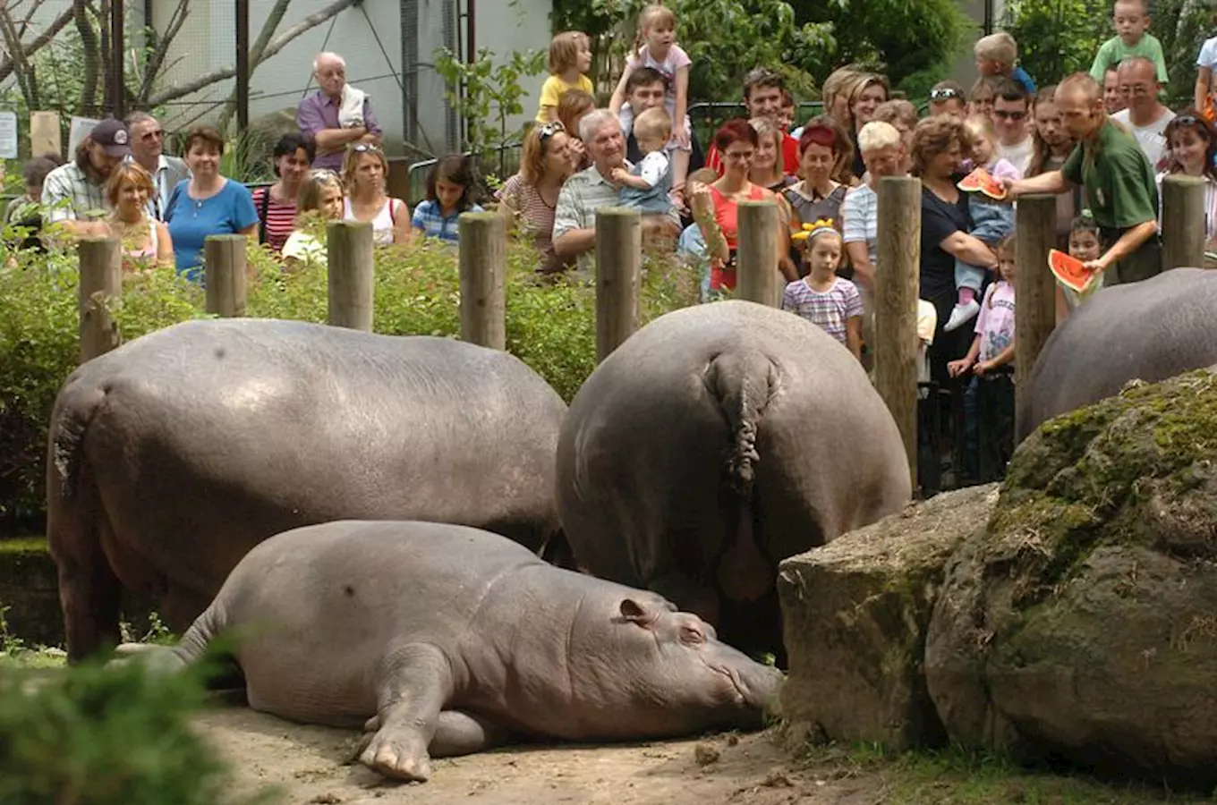 Novinkou v ostravské ZOO je unikátní kostra hrocha