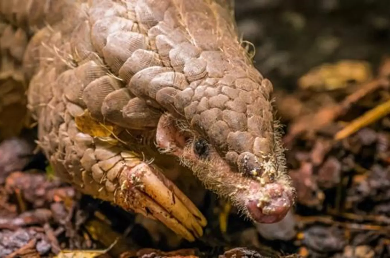 Pražská Zoo vstoupí v sobotu už do 92. návštěvnické sezóny