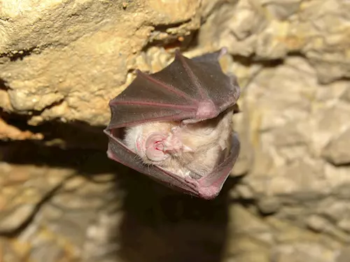 Mezinárodní noc pro netopýry v ledové jeskyni Naděje