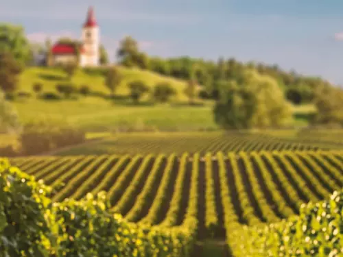 Fejkové vinobraní na zkoušku