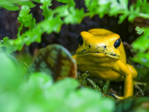 Brazilský víkend a vernisáž výstavy Šípové žáby v Zoo Praha