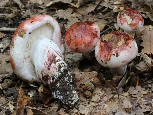 šťavnatka holubinková - Hygrophorus russula, foto: Vavřinec Klener