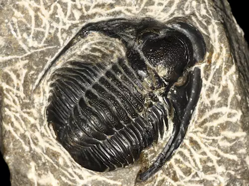Naleziště trilobitů ve Skryjích