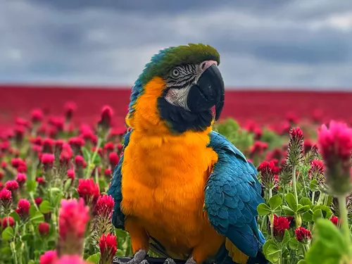 Papouščí fauna