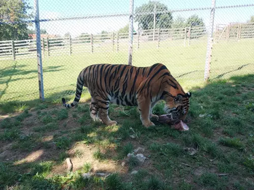 Tygr v Zoo Tábor